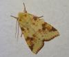 Xanthia icteritia